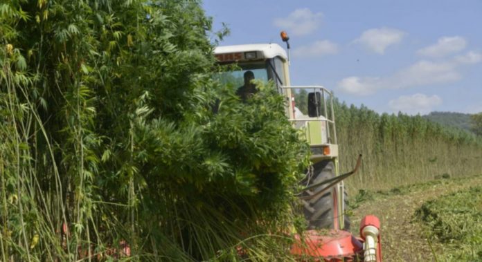 Hemp Ethanol Could Replace Gas And Cost 4 Times Less at The Pump, Biofuel Expert Claims