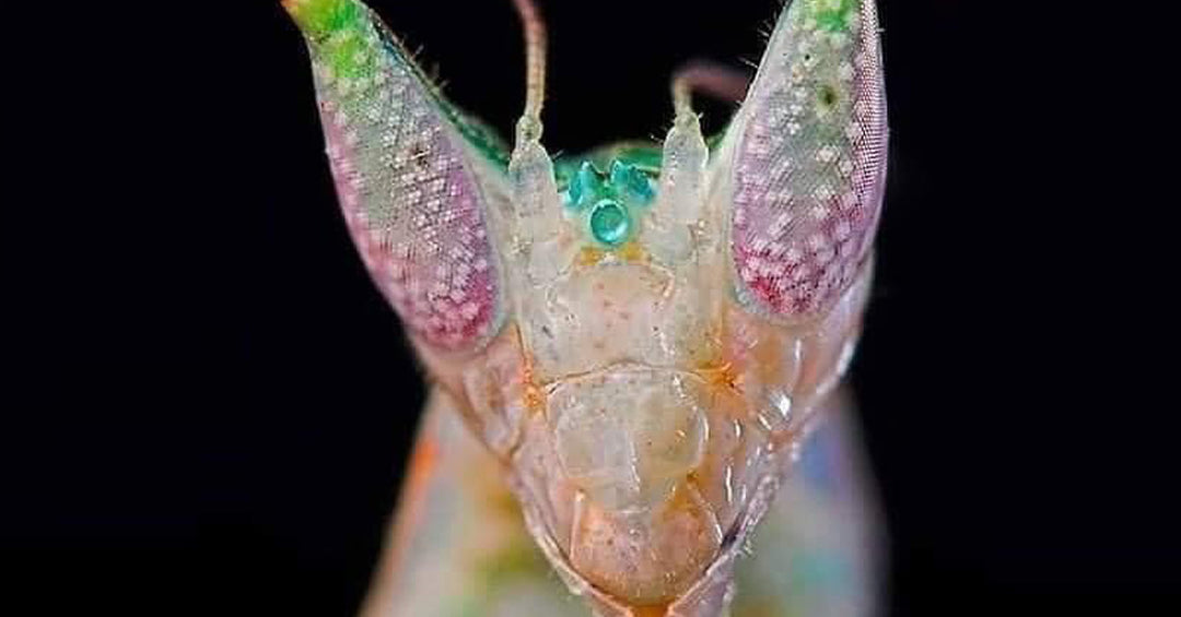 Stunning images of MANTISES. Our little alien friends.
