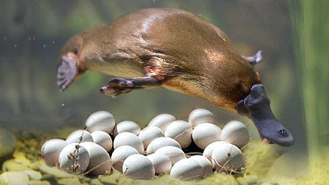 Why Platypus Are So Weird - Their Genes Are Part Bird, Reptile, And Mammal