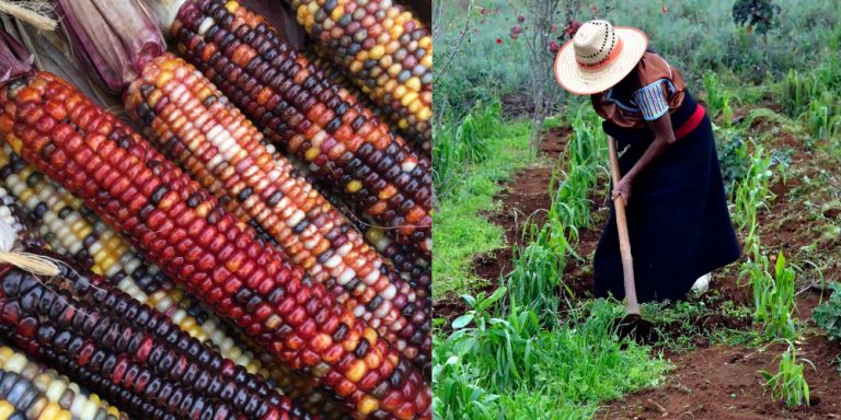Mexico to Replace 16 Million Tons of GMO Corn with Native Maize