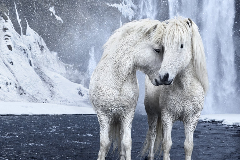 Photographer Captures the Fairytale-Like Horses Who Roam Iceland’s Epic Landscape