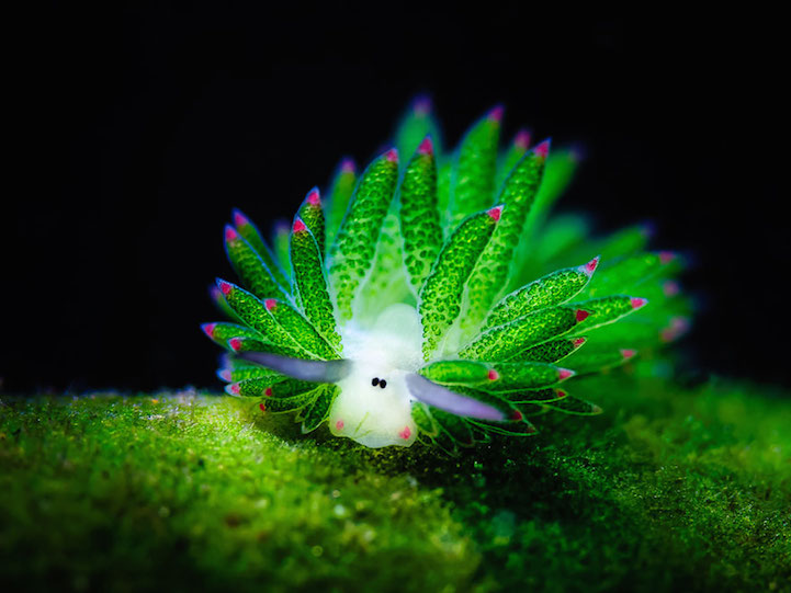 “Leaf Sheep” Sea Slugs Look Cute AF!