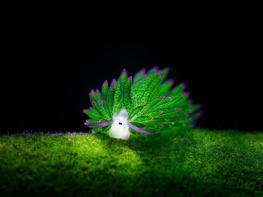 Sea Sheep? This Adorable Sea Slug Eats So Much Algae It Can Photosynthesize