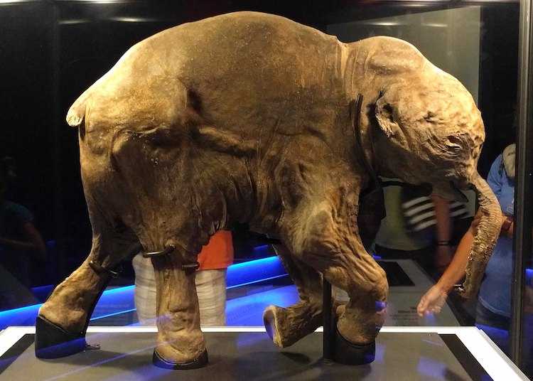 Lyuba: The Remarkably Preserved 42,000-Year-Old Baby Woolly Mammoth