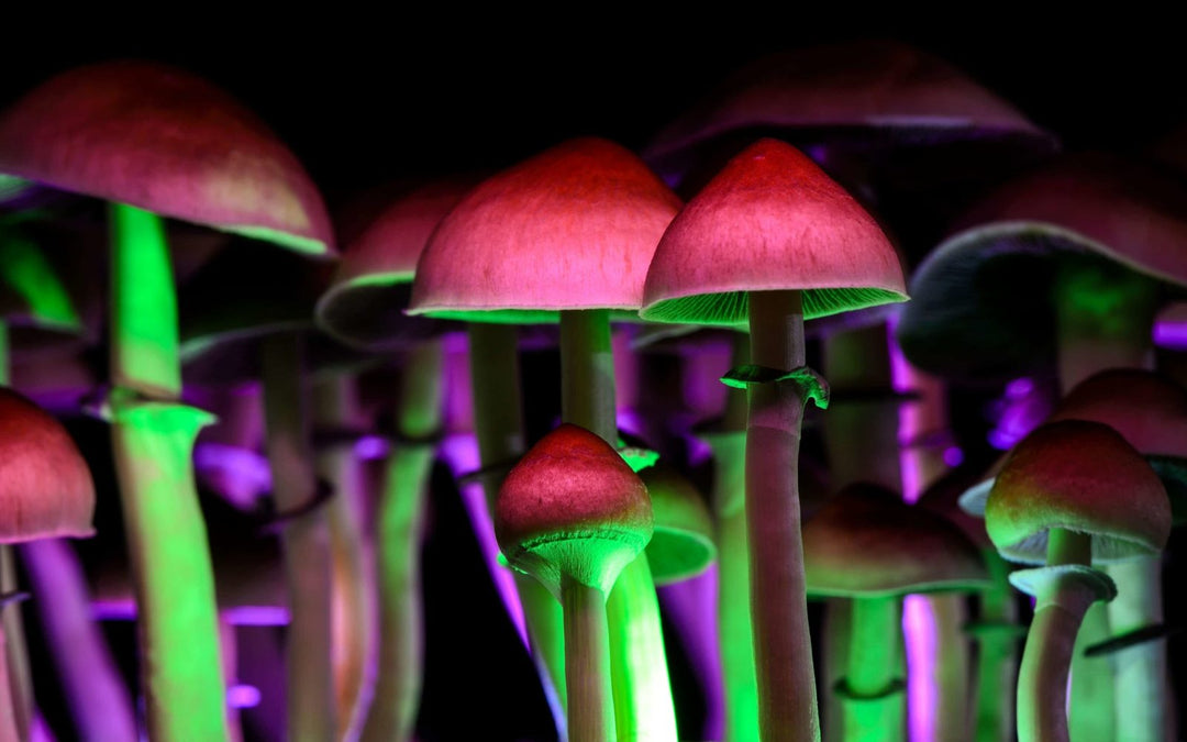 Study Shows Psychedelics Users Had Less Stress During Pandemic Lockdowns